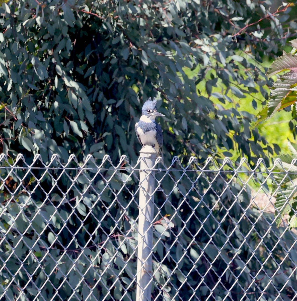 Belted Kingfisher - ML633135221