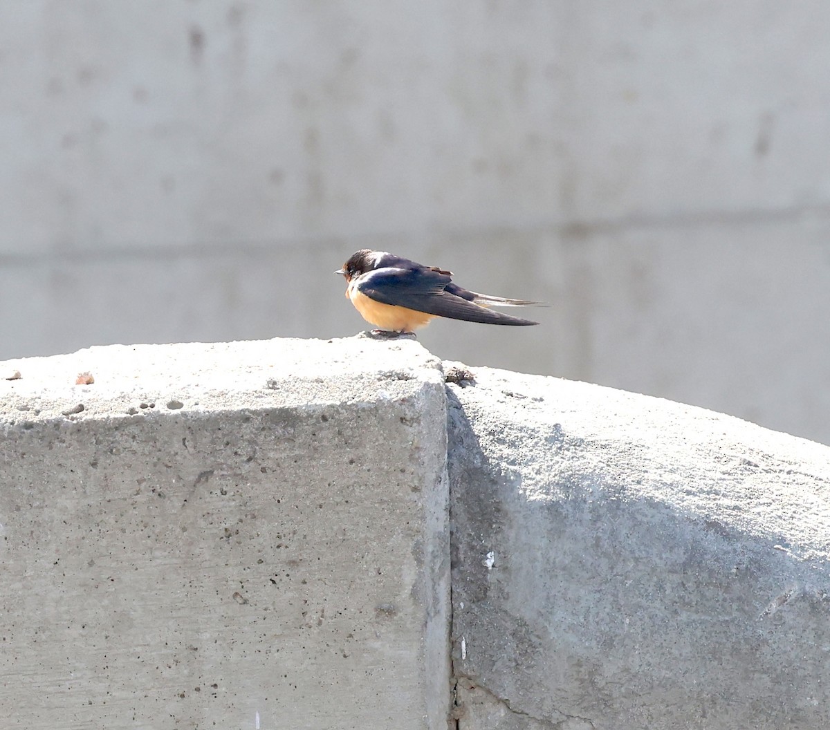 Barn Swallow - ML633135222