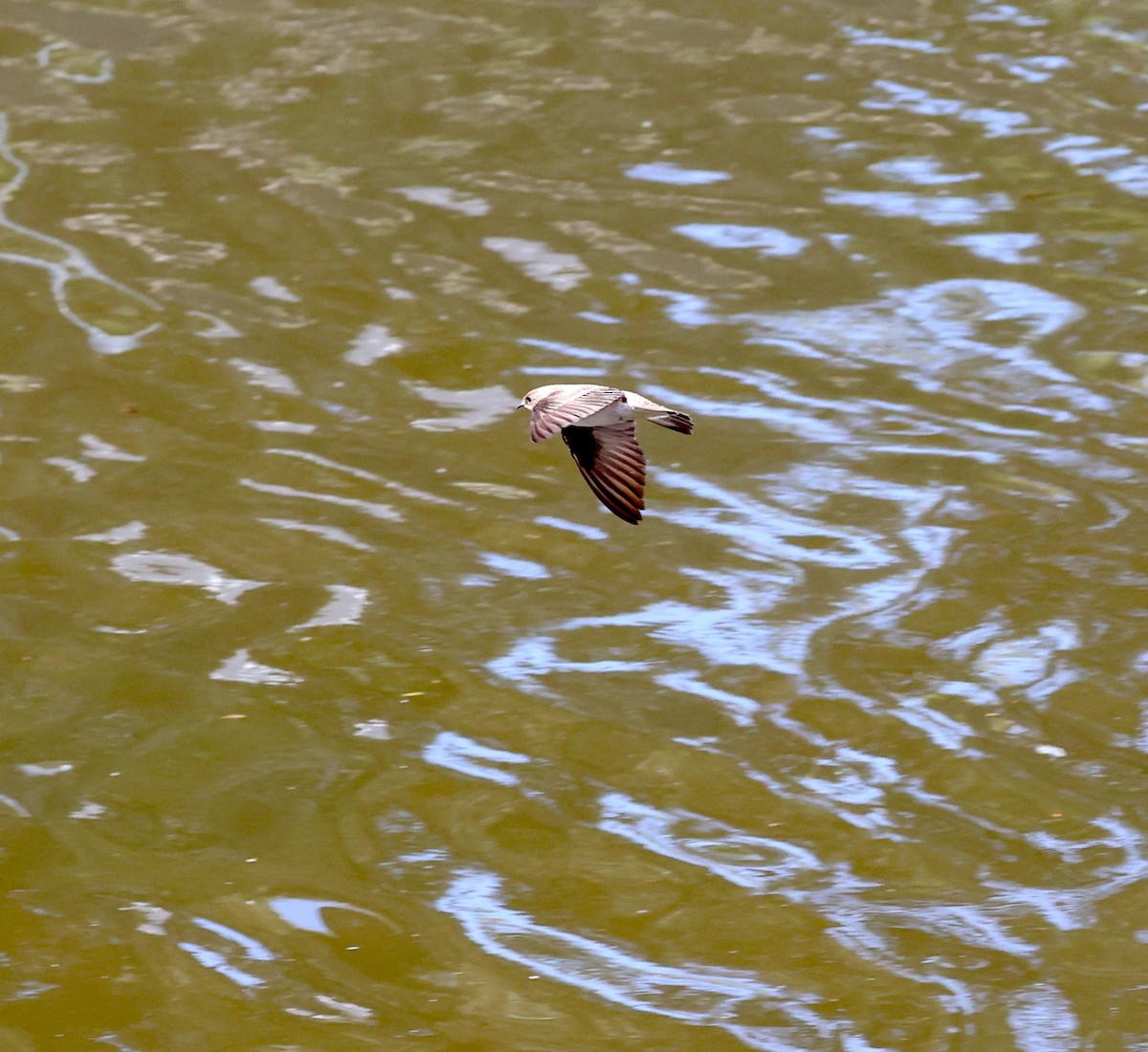Northern Rough-winged Swallow - ML633135236