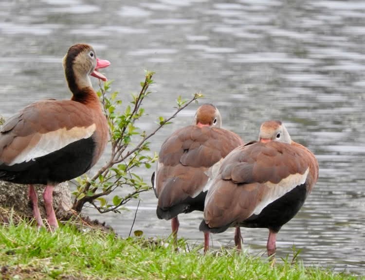 Black-bellied Whistling-Duck - ML633135312