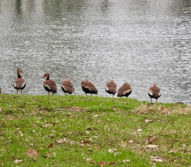 Black-bellied Whistling-Duck - ML633135313
