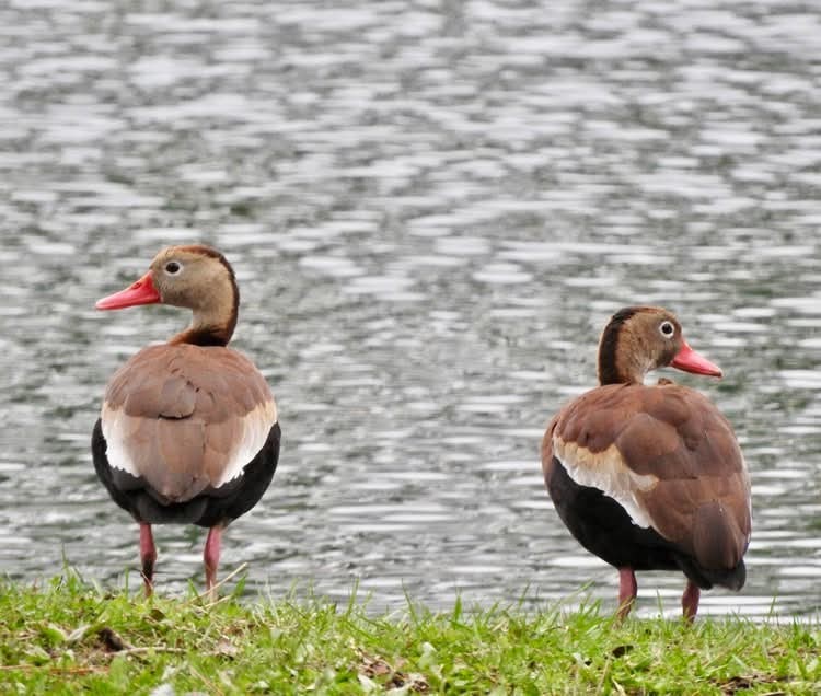Black-bellied Whistling-Duck - ML633135314