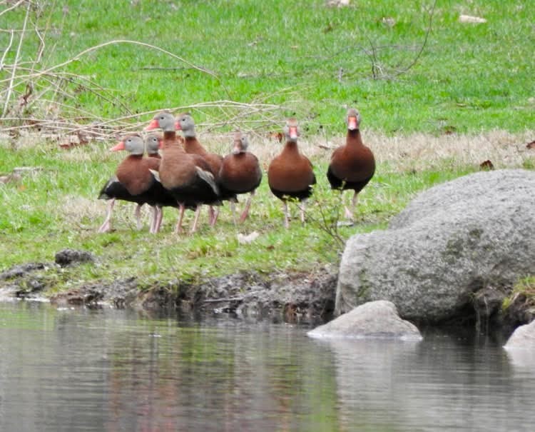 Black-bellied Whistling-Duck - ML633135315