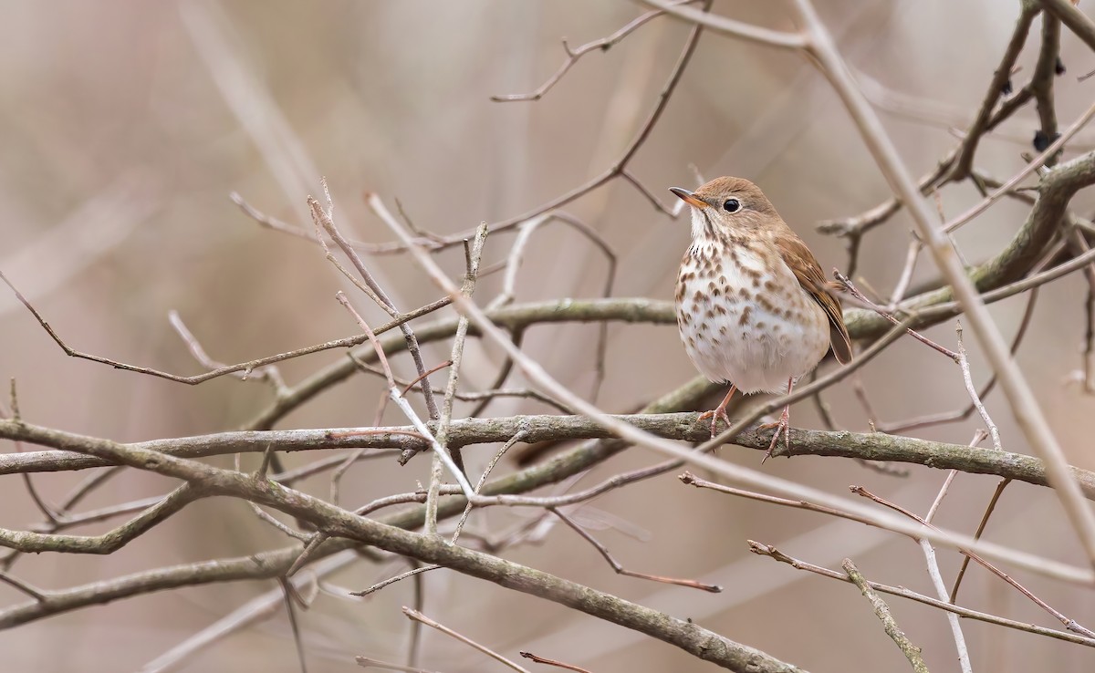Hermit Thrush (faxoni/crymophilus) - Connor Cochrane