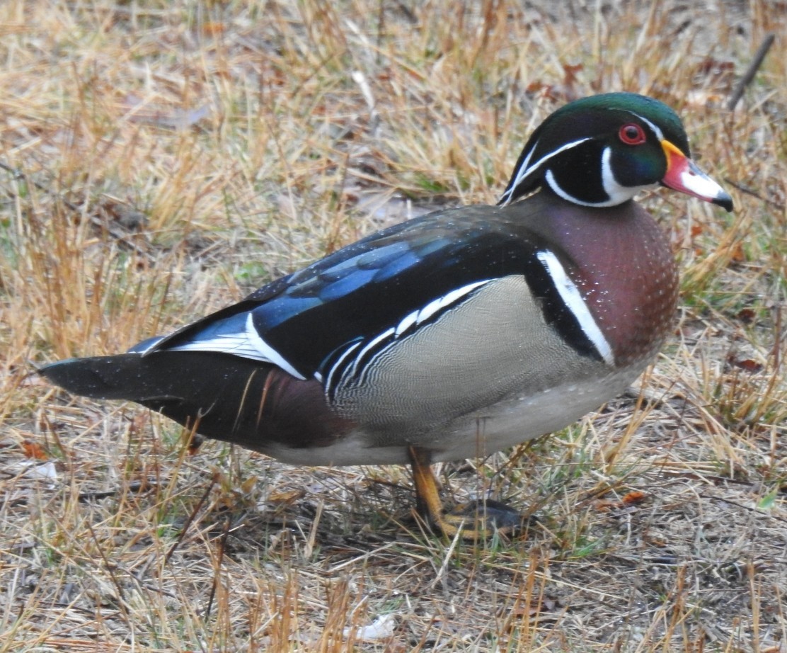 kachnička karolínská - ML633135409