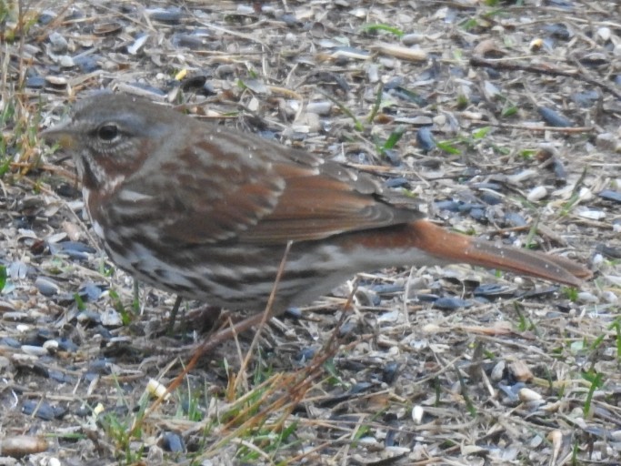 strnadec kaštanový - ML633135429