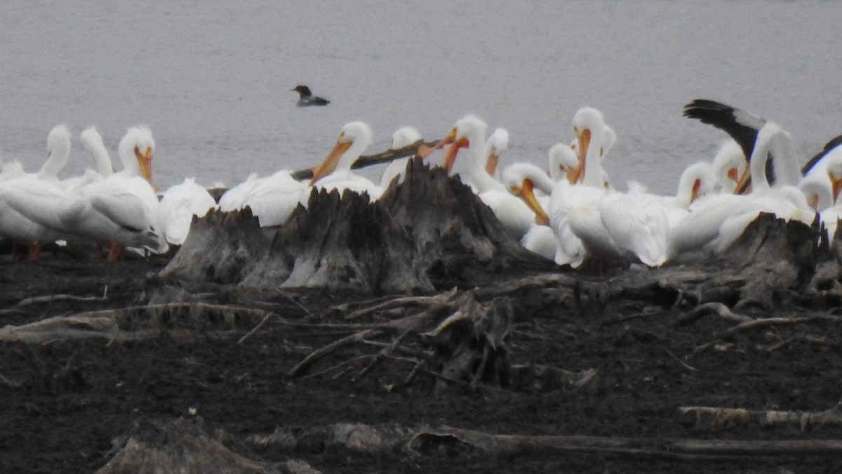 pelikán severoamerický - ML633135523