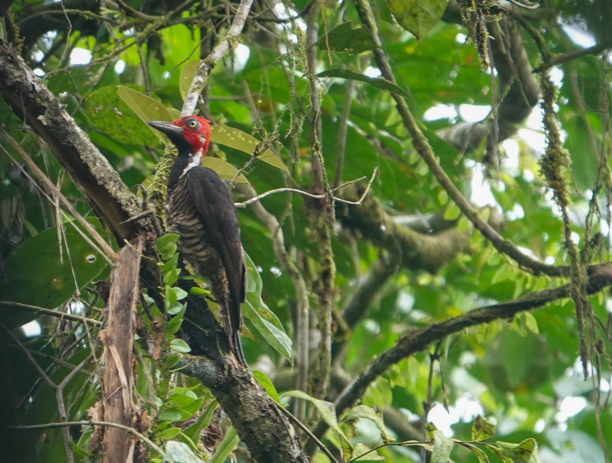 Guayaquil Woodpecker - ML633135554