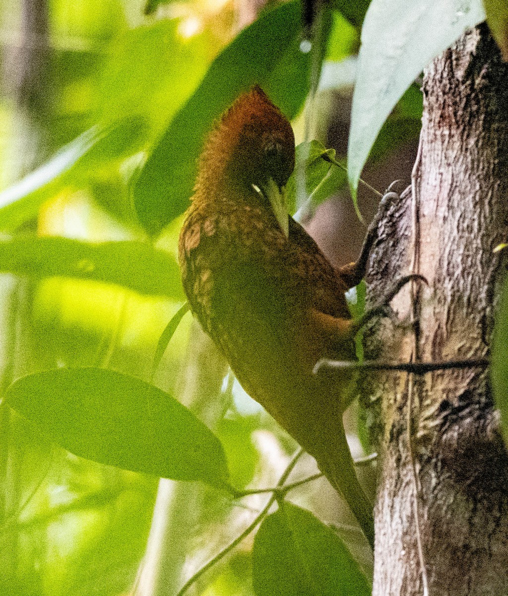 Waved Woodpecker - ML633135562