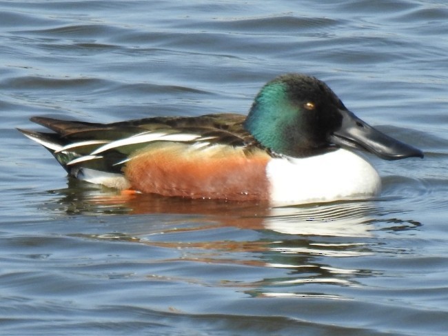 lžičák pestrý - ML633135567