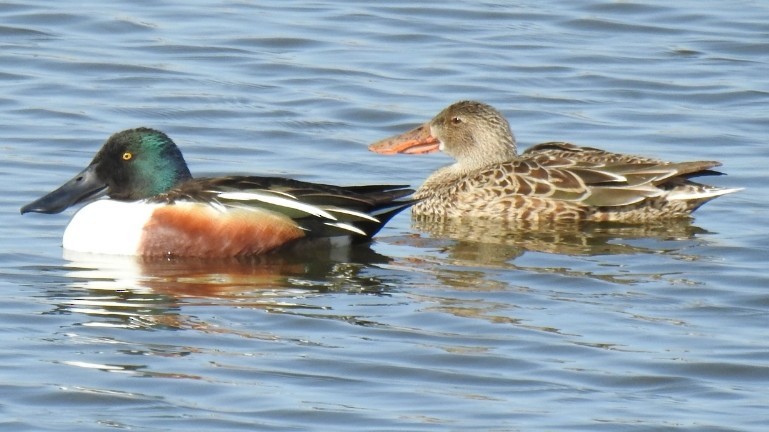 lžičák pestrý - ML633135568