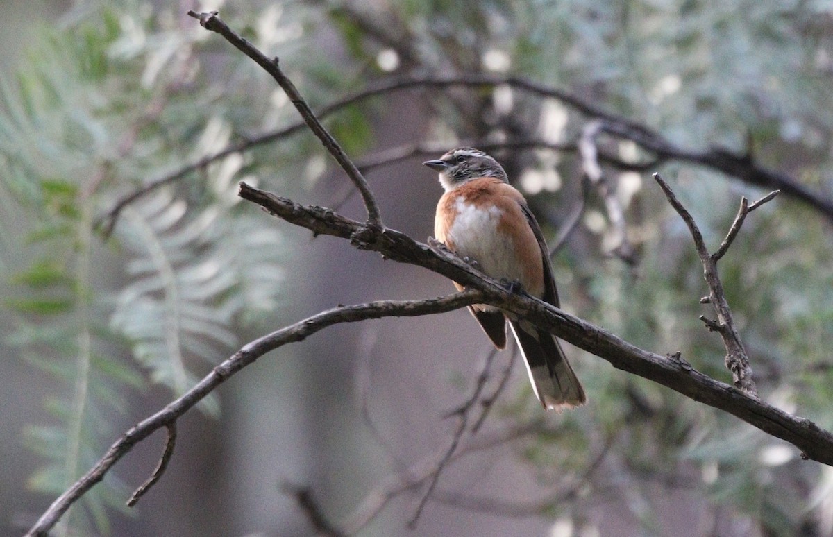 Bolivian Warbling Finch - ML633135570