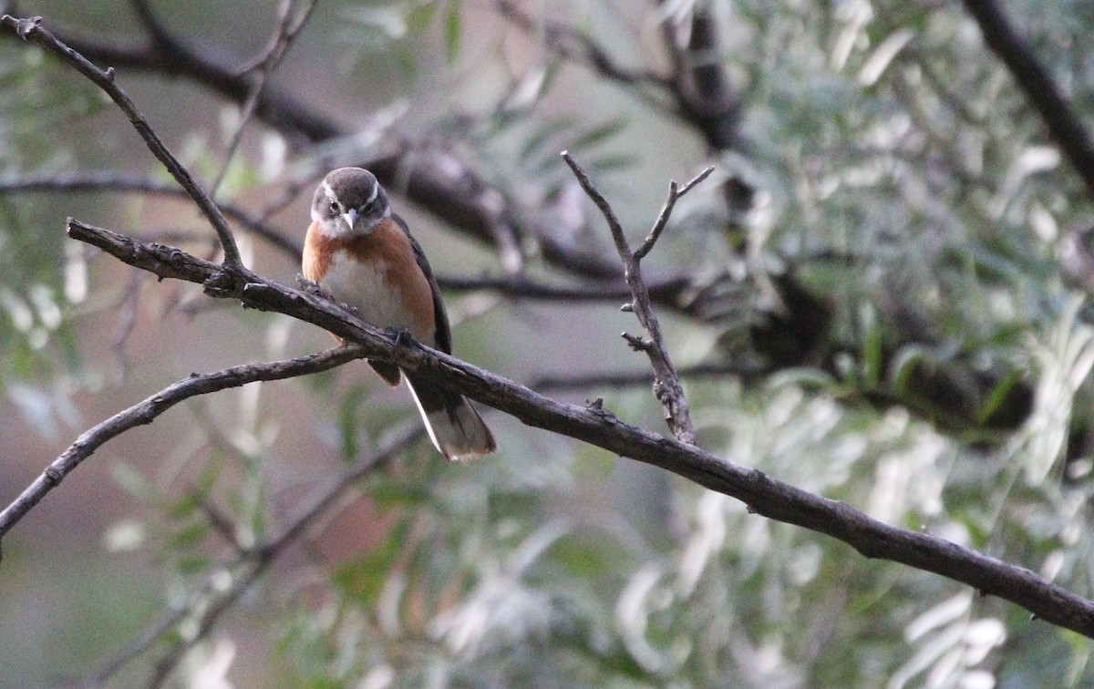 Bolivian Warbling Finch - ML633135574