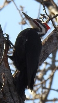 datel chocholatý - ML633135585