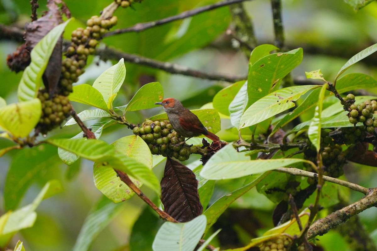 Red-faced Spinetail - ML633135602