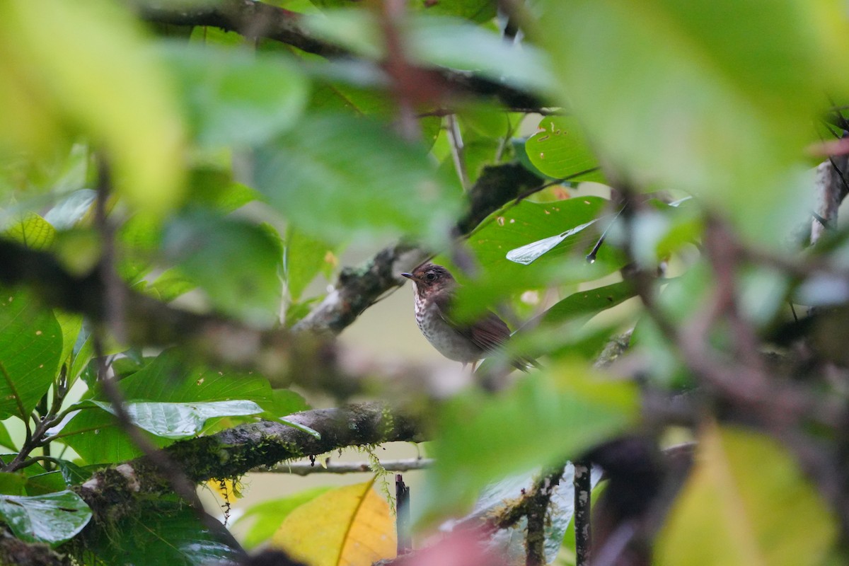 Swainson's Thrush - ML633135666