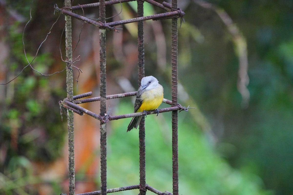 Tropical Kingbird - ML633135711