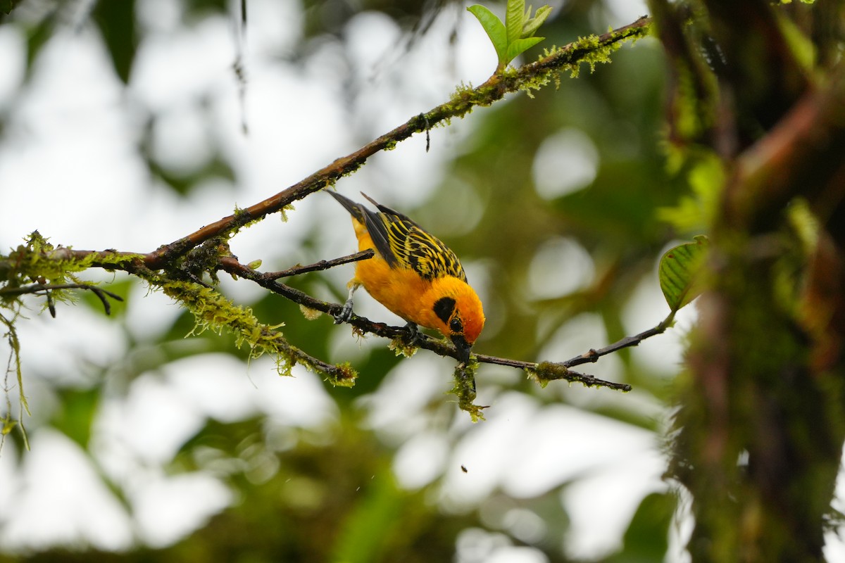 Golden Tanager - ML633135727