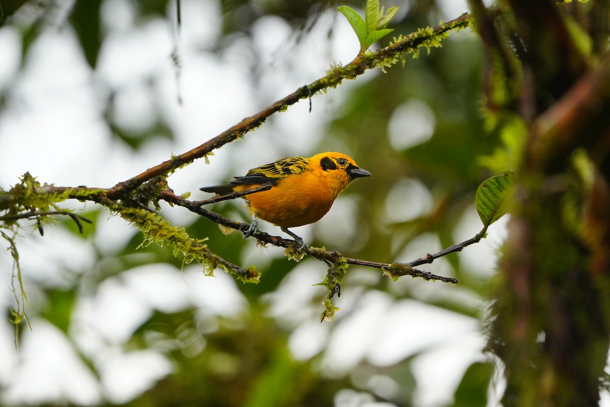 Golden Tanager - ML633135763