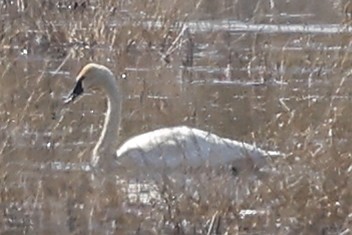 Trumpeter Swan - ML633135821