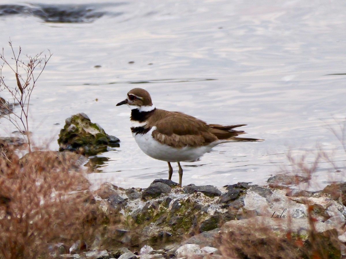 Killdeer - ML633135882