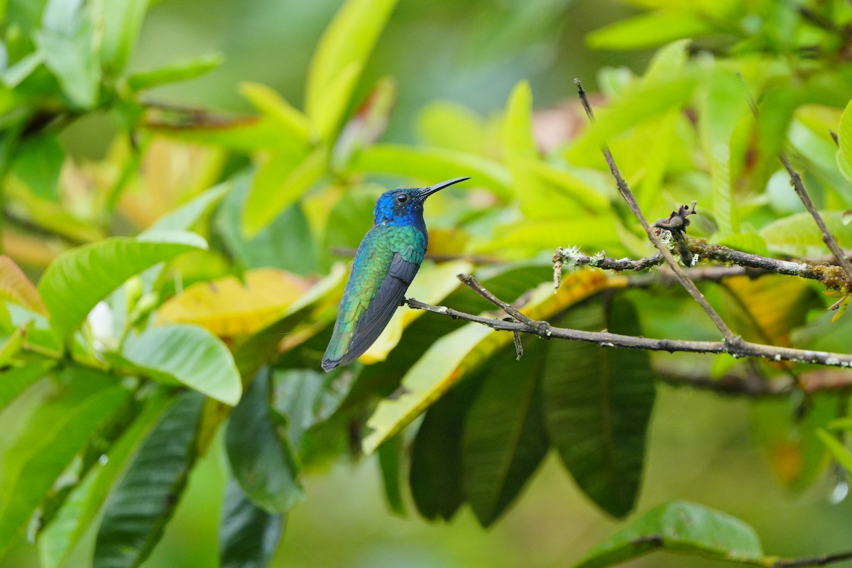 White-necked Jacobin - ML633135908