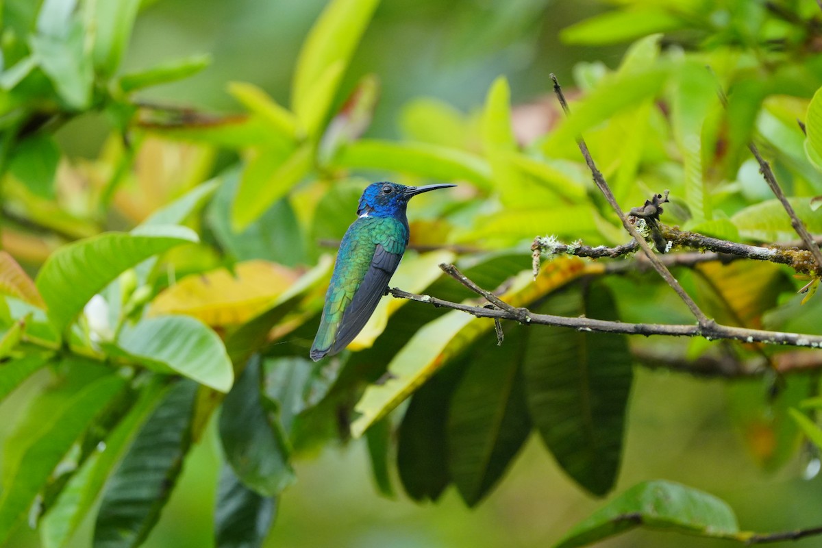 White-necked Jacobin - ML633135919