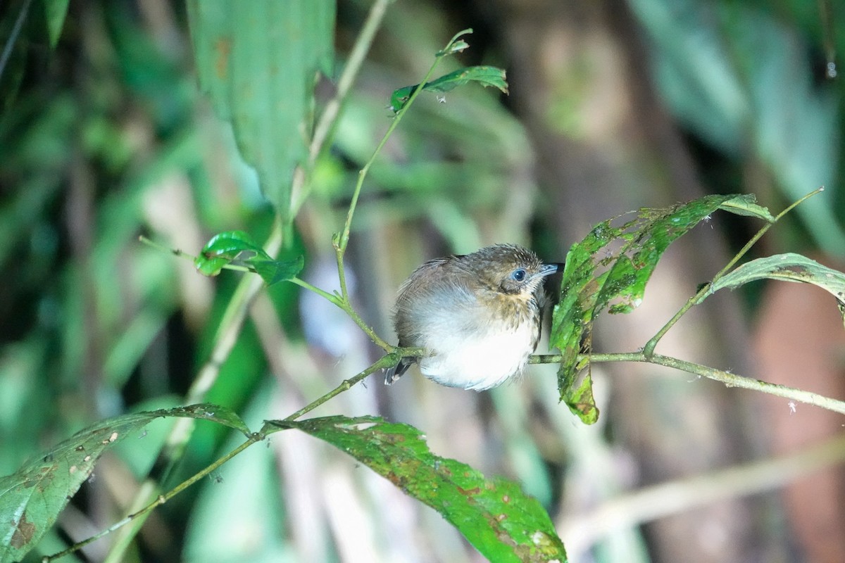 Spotted Antbird - ML633135922