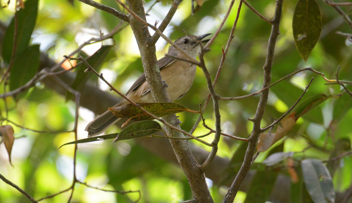 Arafura Shrikethrush - ML633135954