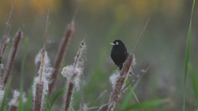 Spectacled Tyrant - ML633135961