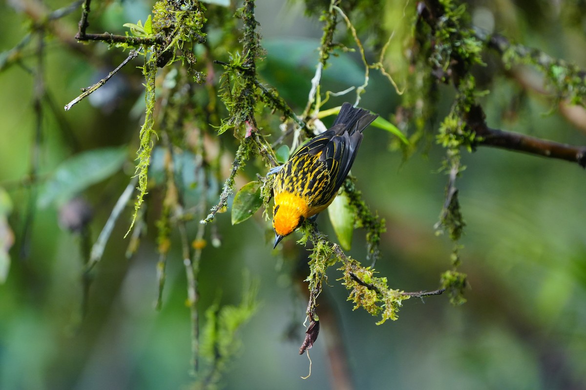 Golden Tanager - ML633135974