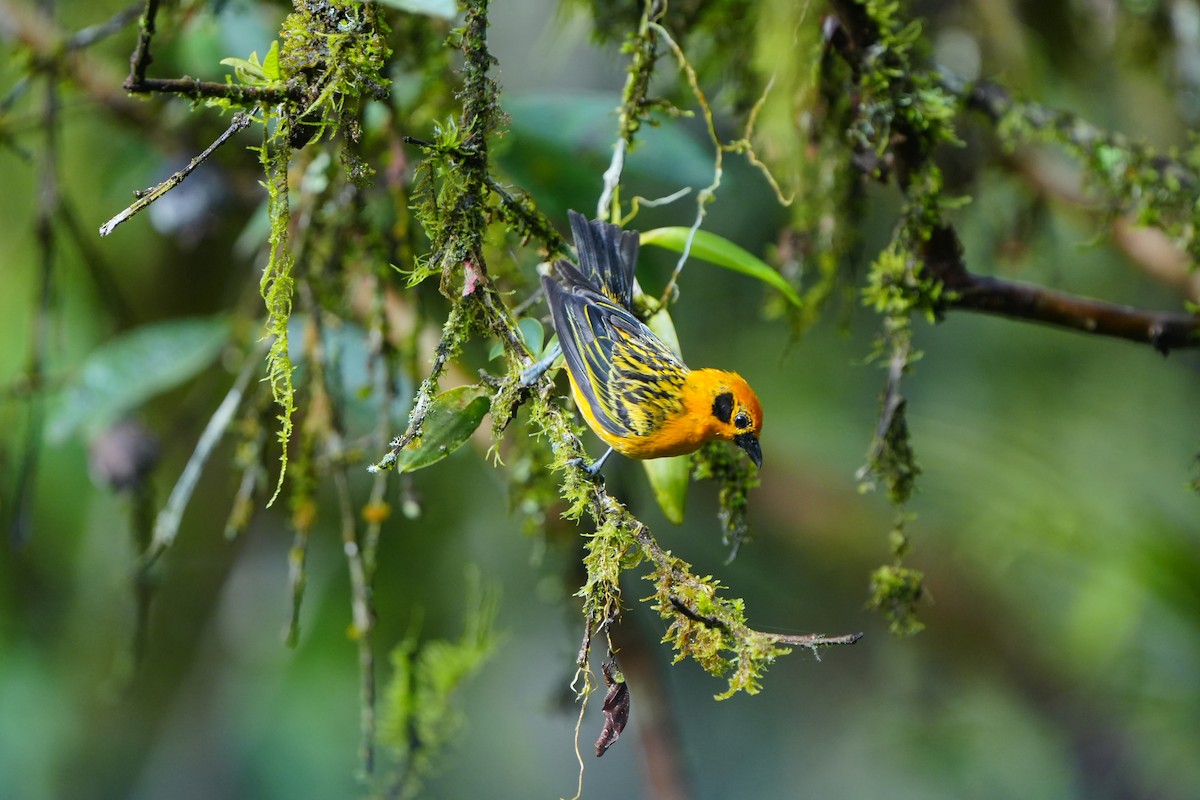Golden Tanager - ML633135989
