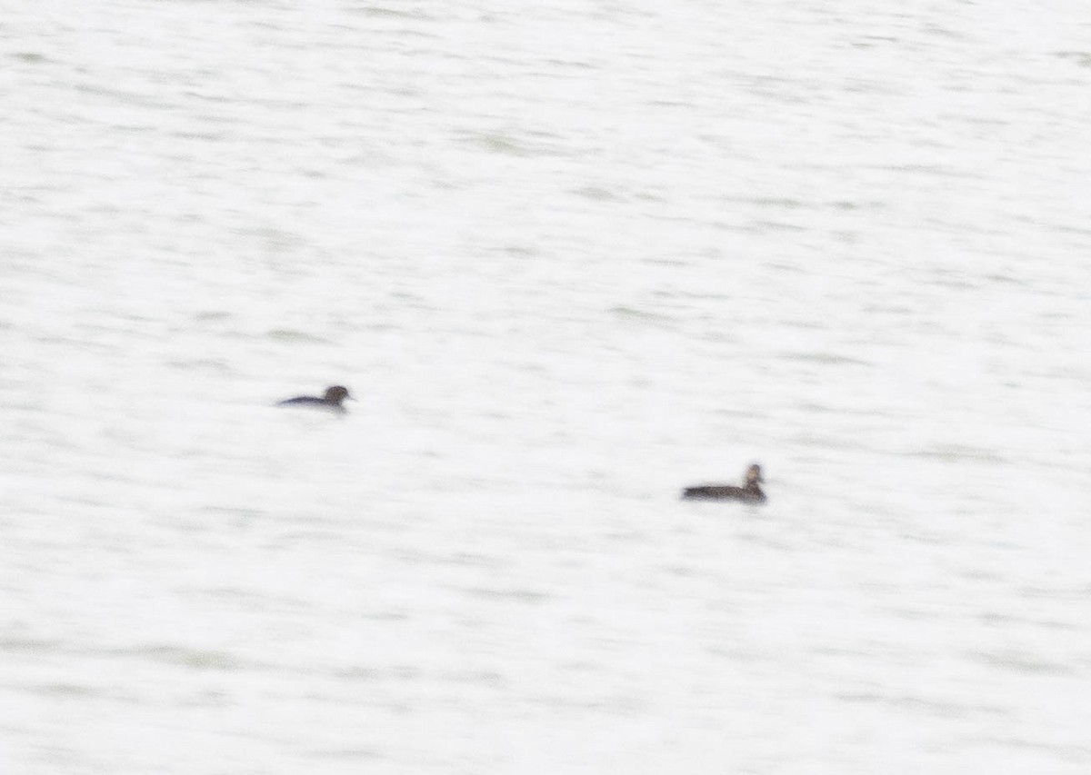 Hooded Merganser - ML633136005