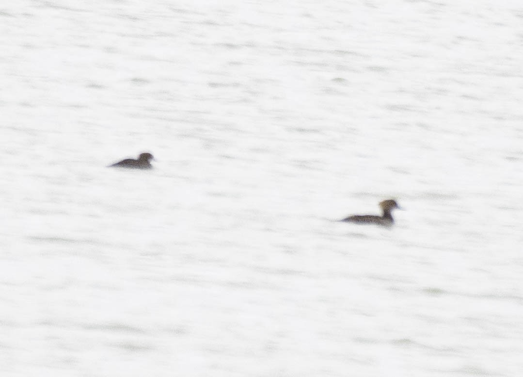 Hooded Merganser - ML633136006