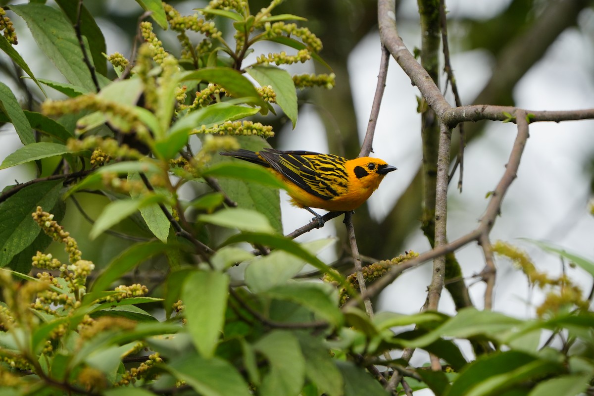 Golden Tanager - ML633136038