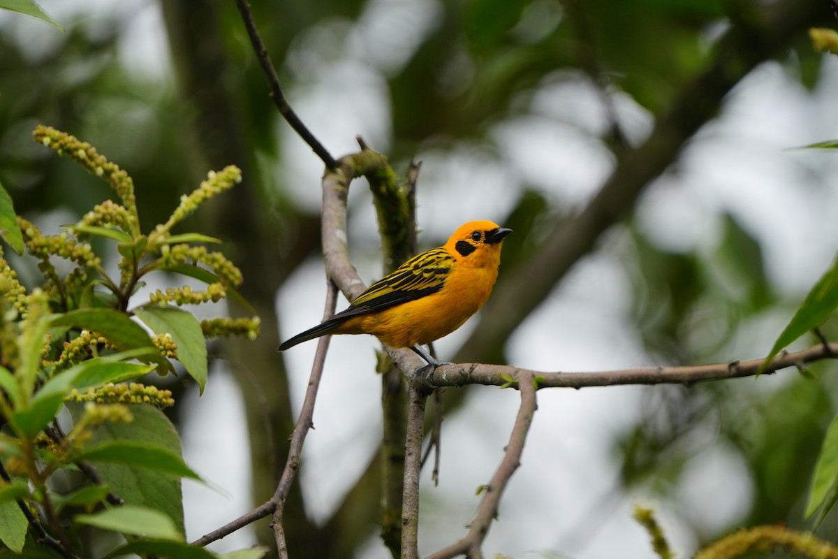 Golden Tanager - ML633136043