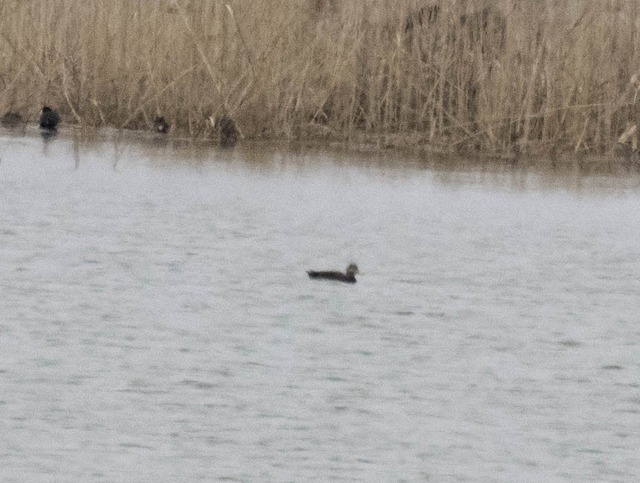 American Black Duck - ML633136075