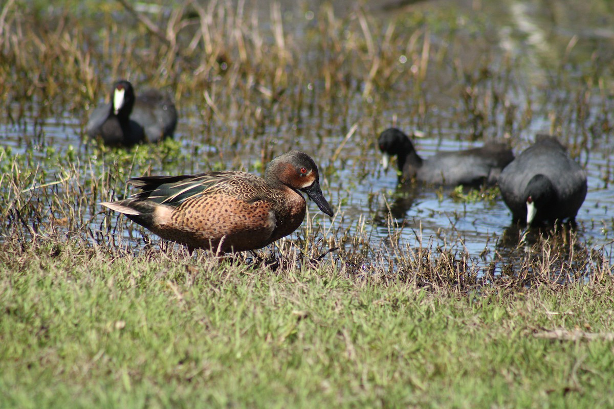 Blue-winged x Cinnamon Teal (hybrid) - ML633136080