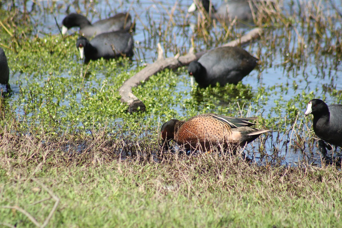 Blue-winged x Cinnamon Teal (hybrid) - ML633136081