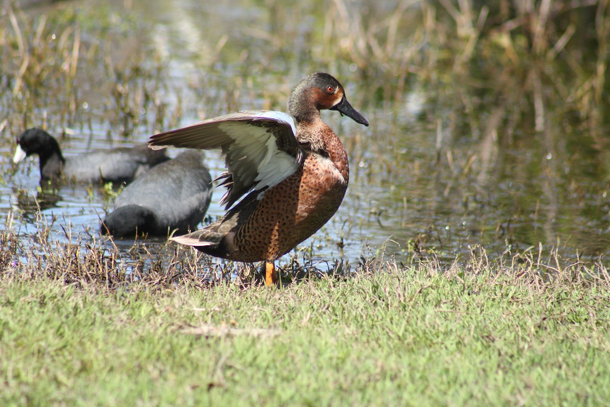 Blue-winged x Cinnamon Teal (hybrid) - ML633136082