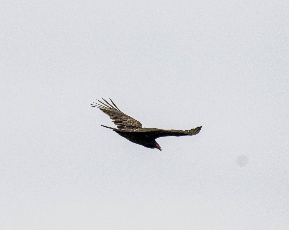 Turkey Vulture - ML633136096