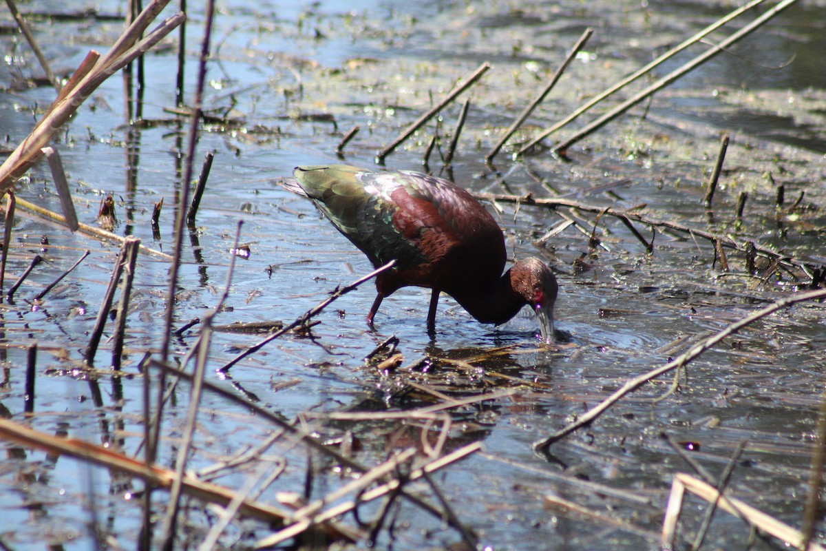 White-faced Ibis - ML633136106