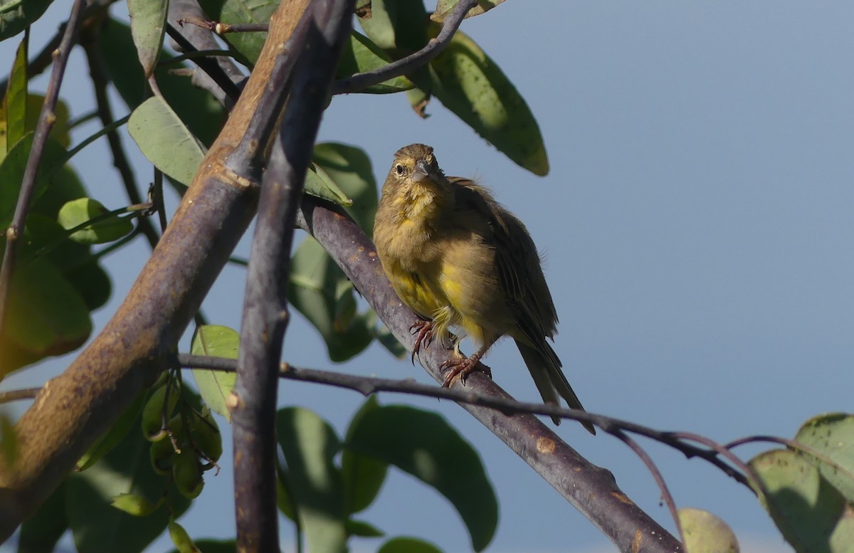 Grassland Yellow-Finch - ML633136347