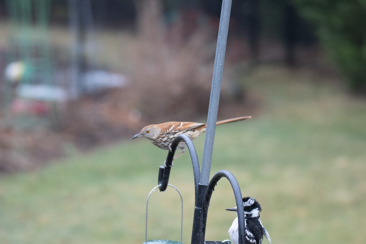 Brown Thrasher - ML633136359