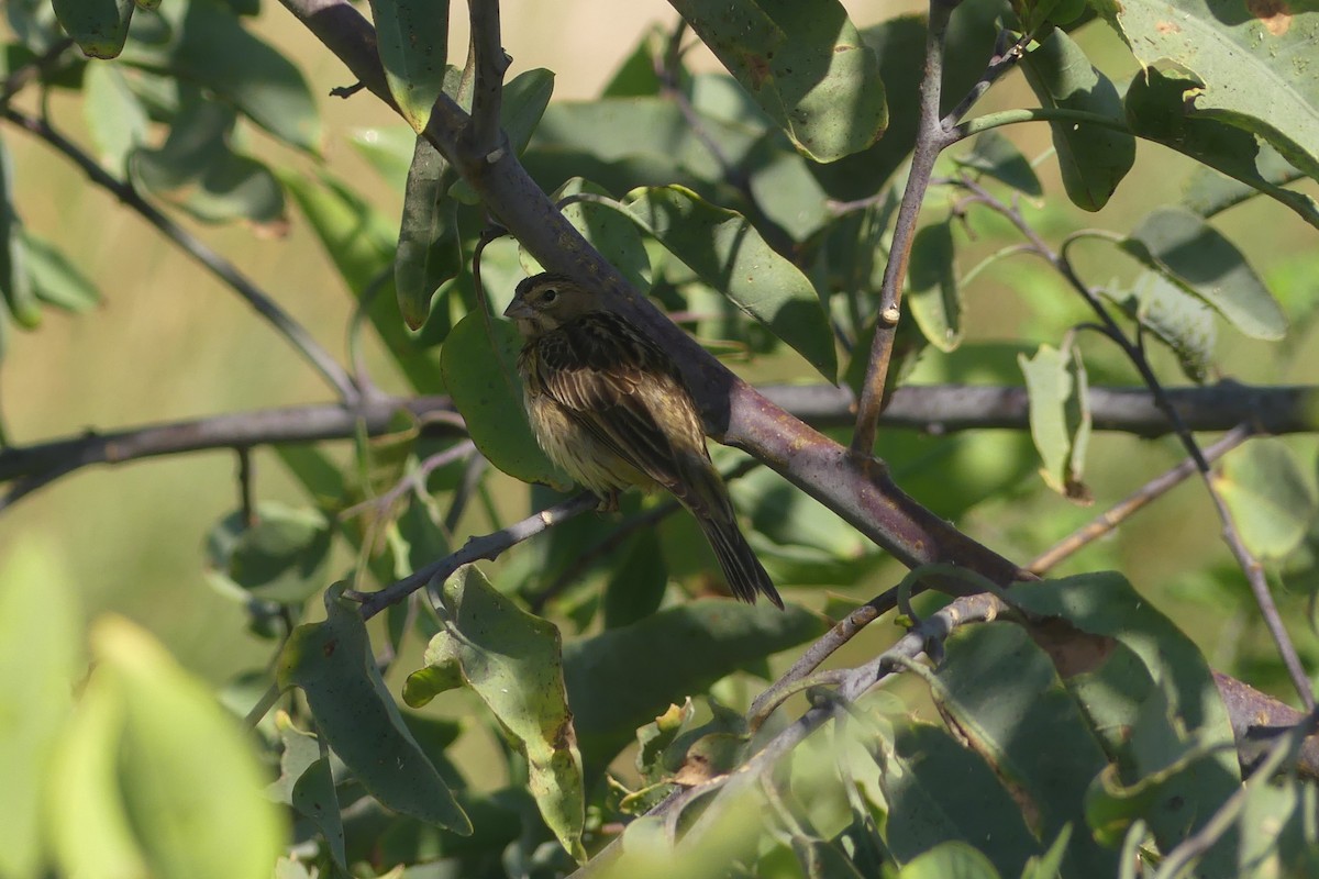 Grassland Yellow-Finch - ML633136360