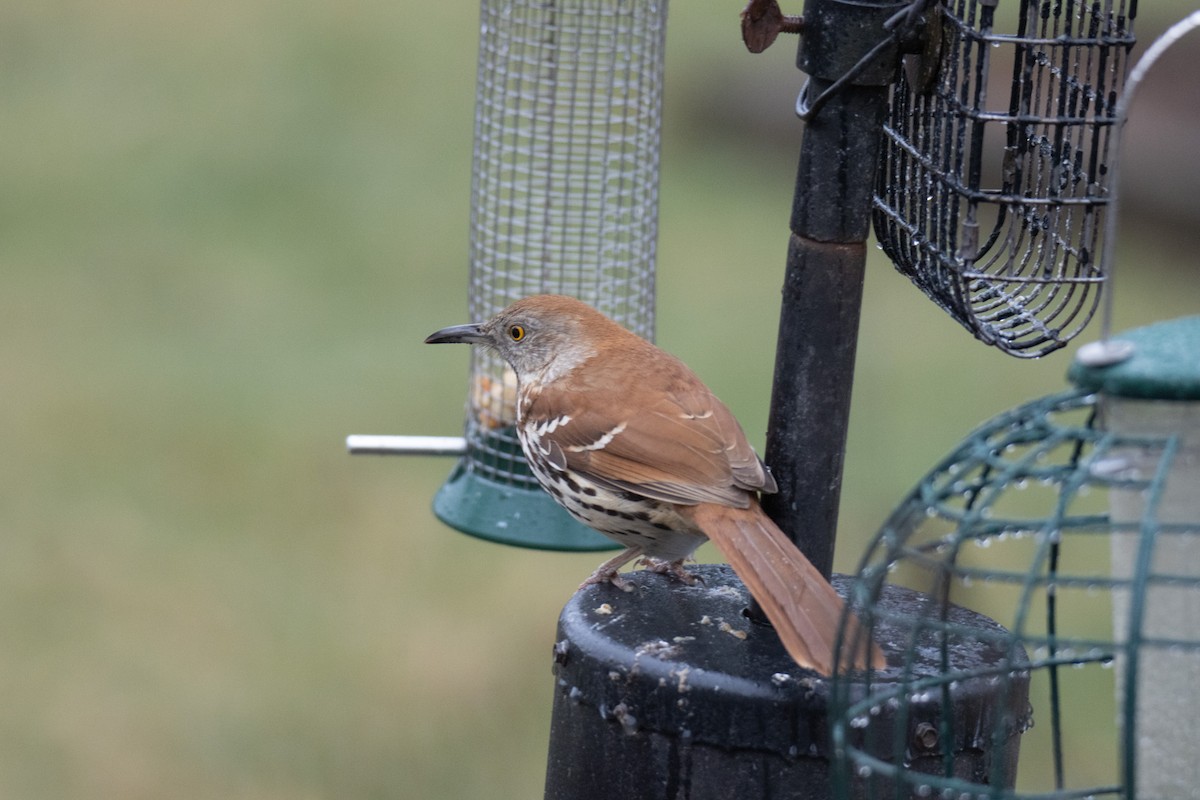 Brown Thrasher - ML633136366