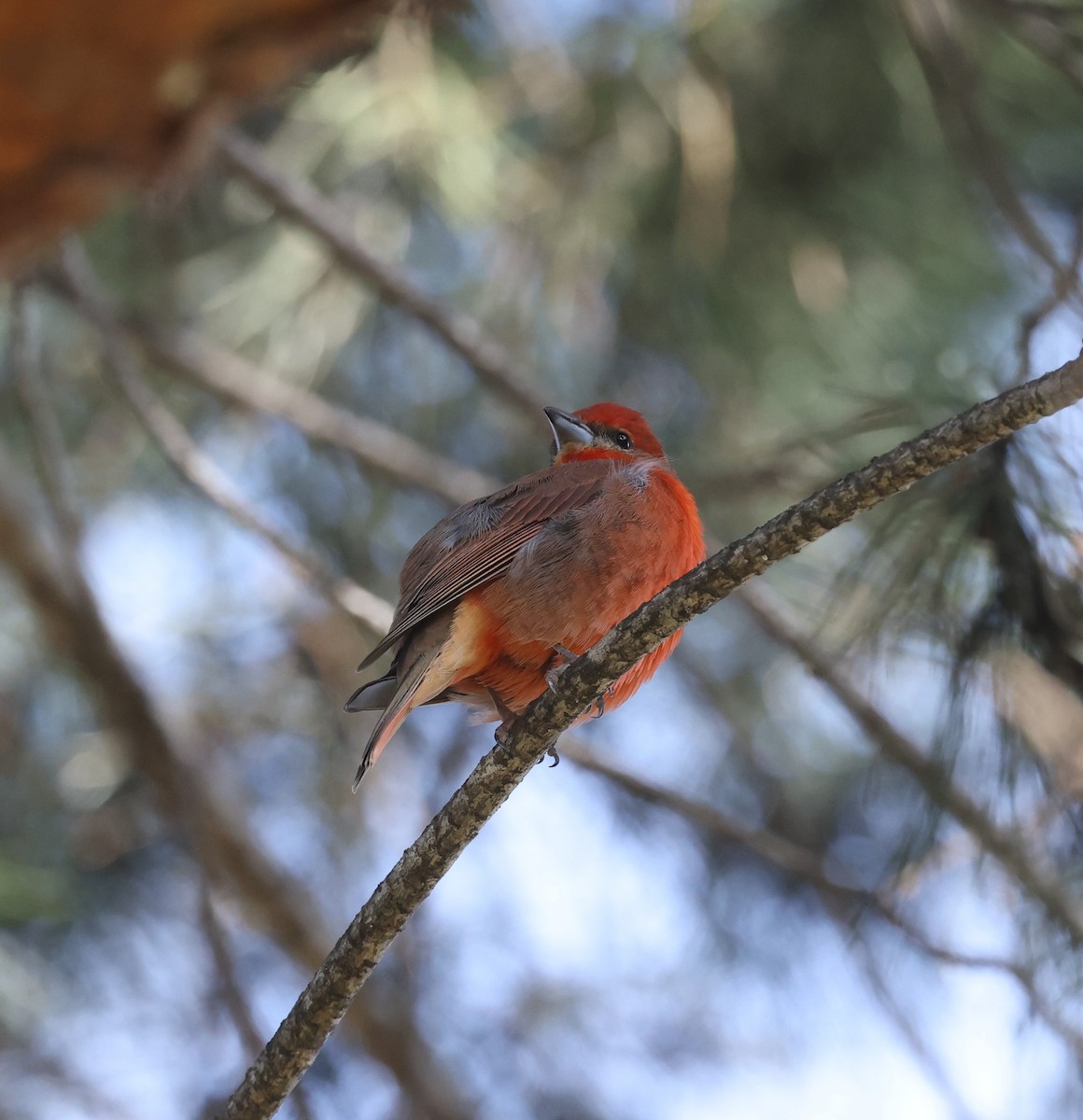 Piranga orangé - ML633136477