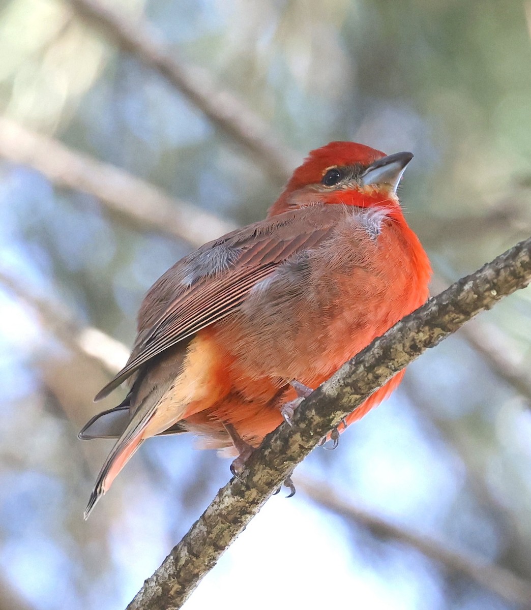 Piranga orangé - ML633136478