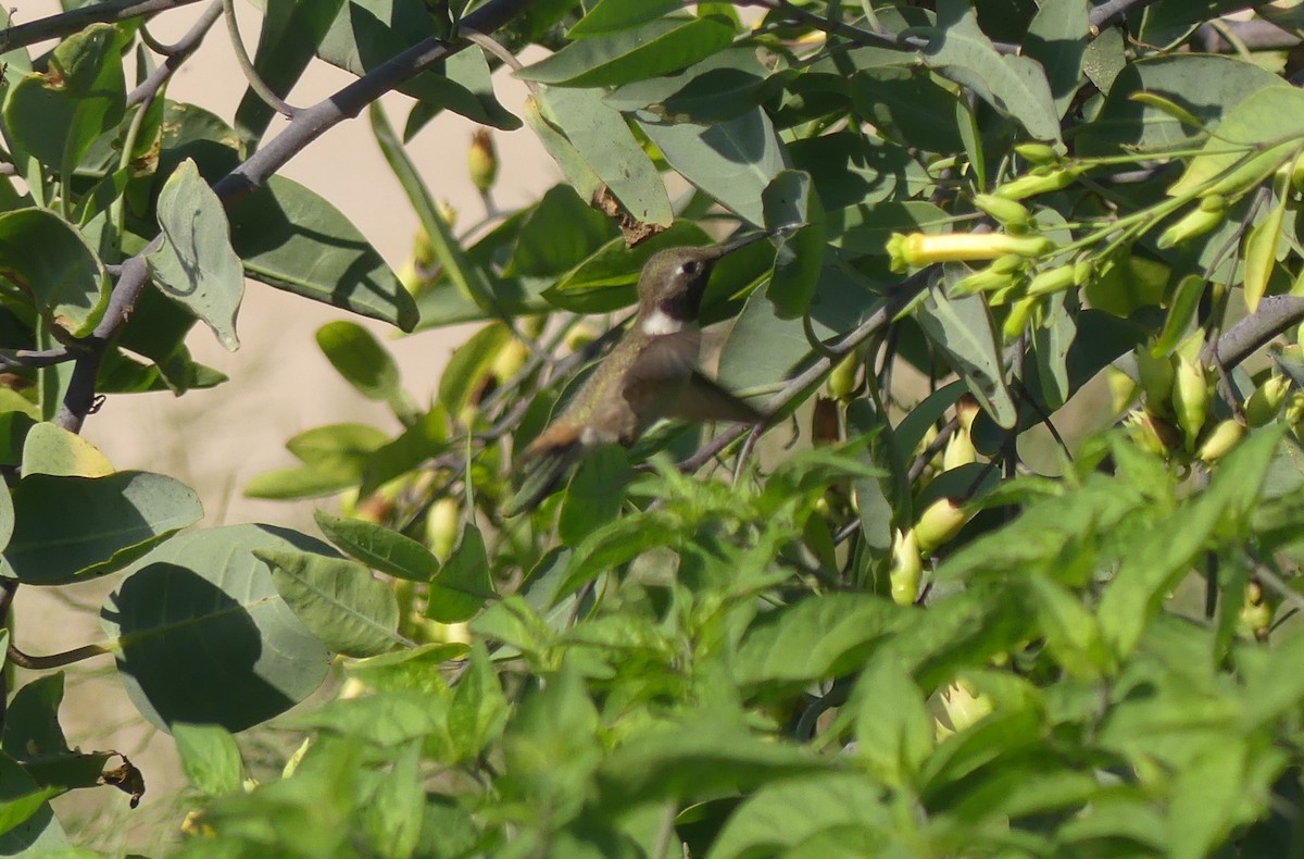 kalypta oázová - ML633136498