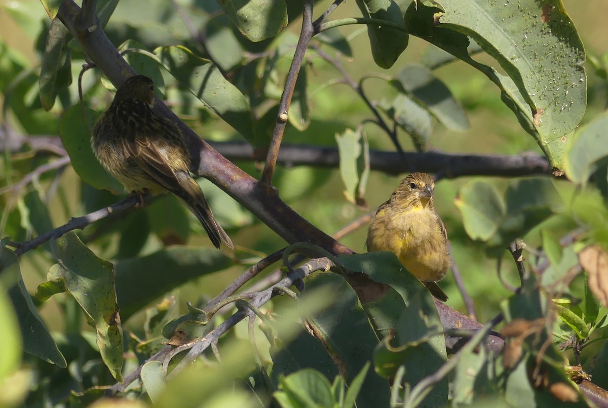 Grassland Yellow-Finch - ML633136535
